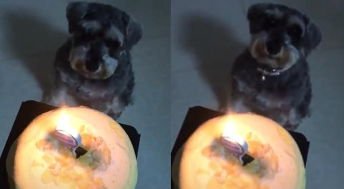 Niña canta curioso 'Happy Birthday' a su perrito (VIDEO)