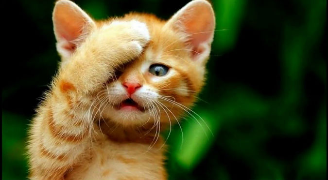 Perros 'atacan' a indefenso gatito y se vuelve viral (VIDEO)