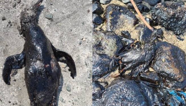 Se reporta la muerte de decenas de animales por el derrame de petróleo en Ventanilla |VIDEO