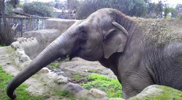 Elefante de Sumatra corre peligro de extinción