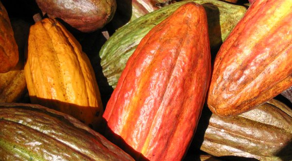 Cacao peruano en riesgo