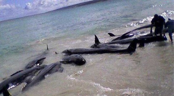 Lambayeque: Más de 3 mil delfines han sido hallados muertos este año