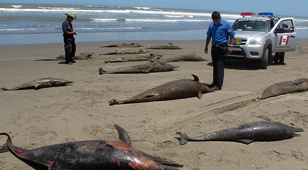 Ministra de la Producción manifestó que muerte de delfines fue por “causa natural”