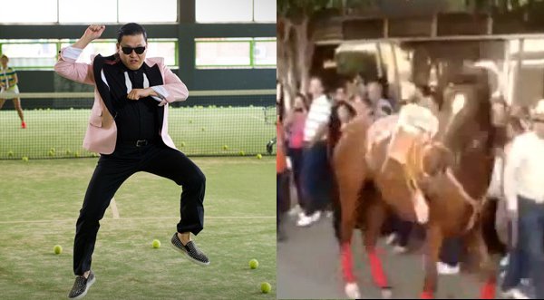Video: Un caballo que 'baila' el Gangnam Style