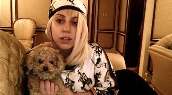 Lady Gaga desea que su perro sea pintor ¡y ya lo está entrenando!