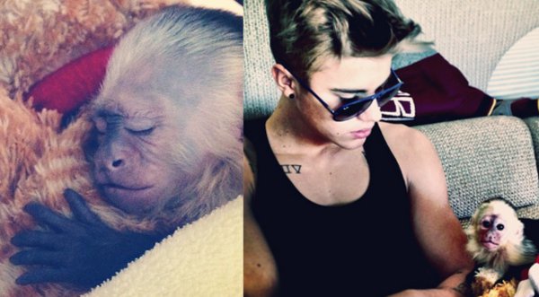 Justin Bieber ya no tendrá a su mono como mascota