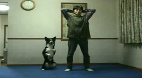 Video: ¡Que buena! Perrito hace ejercicios junto a su dueño