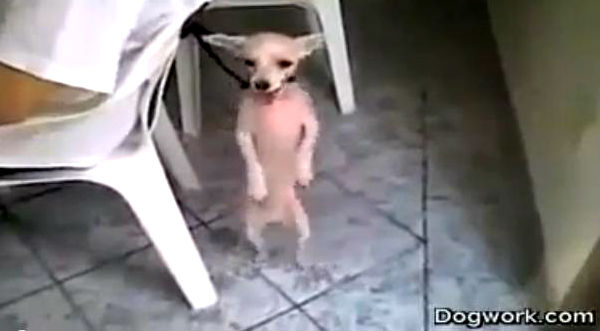 Video: Este perrito la rompe bailando salsa