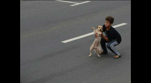 Fotos: Niño arriesga su vida por salvar a un perro de la autopista