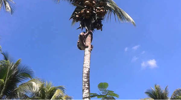 ¡Asombroso! 'Hombre mono' es capaz de subir árboles en segundos