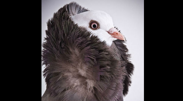 Cheka las fotos de las 'palomas' más sexys del planeta