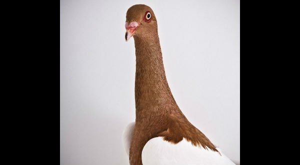 Cheka las fotos de las 'palomas' más sexys del planeta