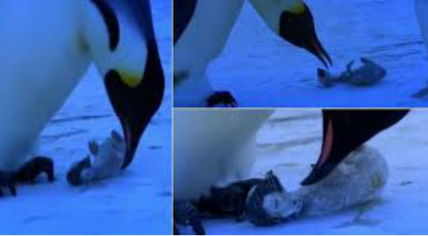 Conmovedor video de una mamá pingüino llorando a su cría congelada
