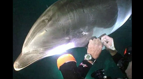 Conmovedor video donde un delfín herido se acerca a pedir ayuda