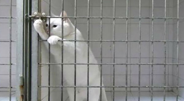 Un gato sorprende al mundo con su habilidad para abrir  jaulas