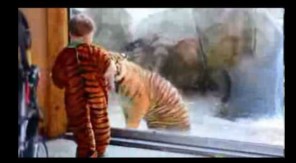 Video: Niño vestido de tigre juega con un tigre real