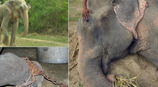 Elefante que estuvo encadenado 50 años lloró al ser liberado- FOTOS