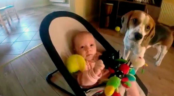 ¡Qué tierno! Perro se disculpa con bebé por quitarle su juguete- VIDEO