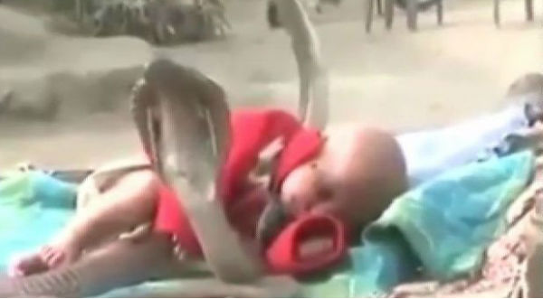 ¡Insólito! Cuatro cobras protegen el sueño de un bebé - VIDEO