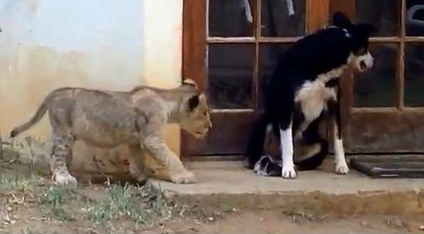 VIRAL: Mira al cachorro de león que asusta a un perro - VIDEO