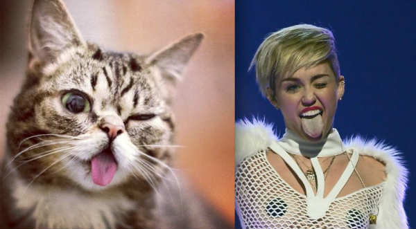 Cheka a la gatita que posa como Miley Cyrus - FOTOS