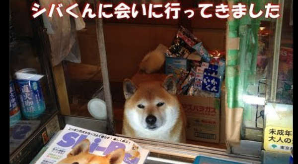 Un simpático perrito atiende una pequeña tienda en Japón - VIDEO