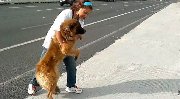 Mujer arriesga su vida por salvar a un perro herido- VIDEO