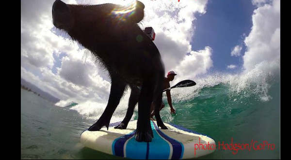 Cheka el viral del cerdito surfer - VIDEO