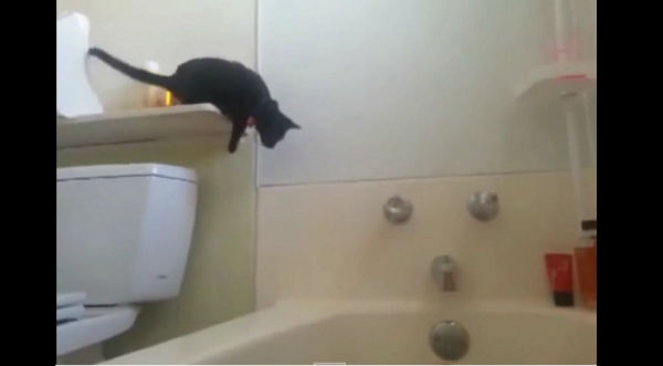 Cheka las caídas más graciosas de gatos - VIDEOS