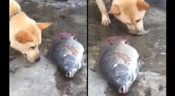 ¡Sorprendente! Perro intenta revivir  a peces echándoles agua- VIDEO