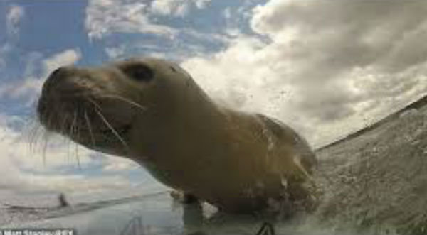 Una foca sorprende a unos surfistas y el video se vuelve viral - VIDEO