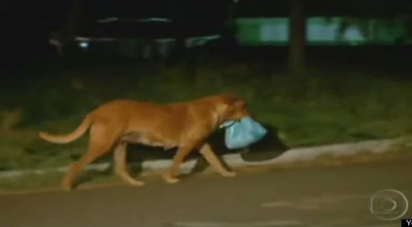Lilica, la perrita que camina 7 kilómetros para alimentar a su familia- VIDEO