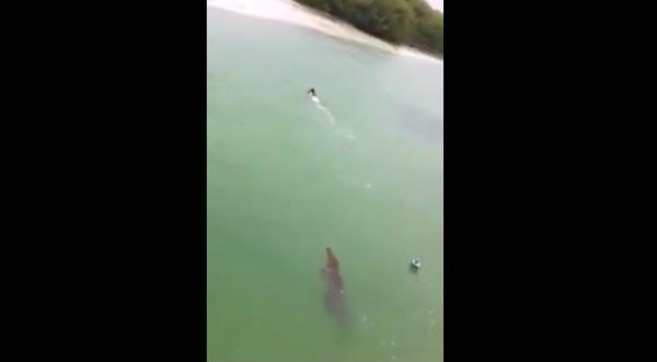 Un hombre salva de ser asesinado por un cocodrilo mientras nadaba - VIDEO