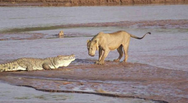 Cheka la asombrosa pelea de un cocodrilo contra una familia de leones - VIDEO