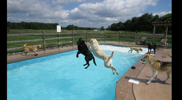 Cheka la singular fiesta que armaron un grupo de perros en una piscina - VIDEO