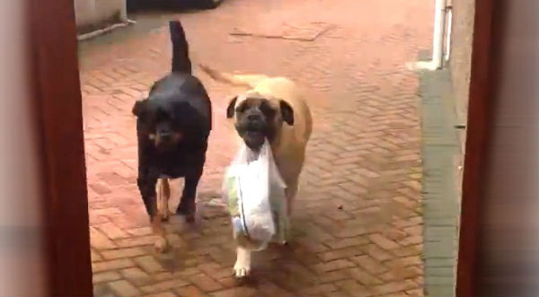 Tierno: Este perrito sí es el mejor amigo del hombre - VIDEO