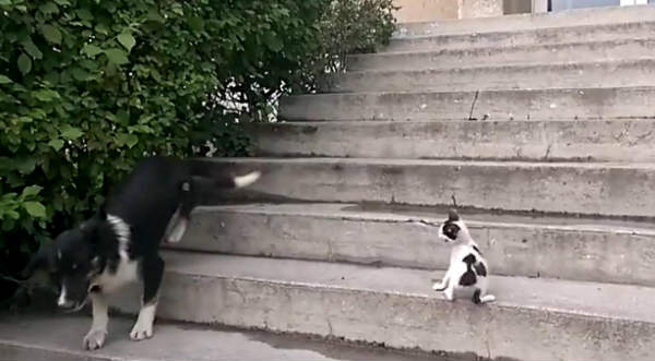 Gracioso: Un pequeño gato le da el susto de su vida a un perro  - VIDEO