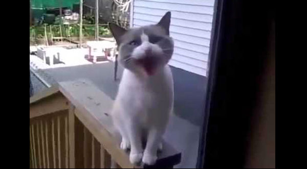 Tierno: Un gato llora como bebé para entrar en una casa - VIDEO