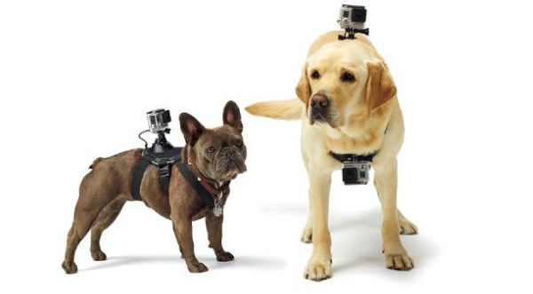 ¿Qué sucede si atas una cámara al lomo de un perro? Entérate aquí - VIDEO