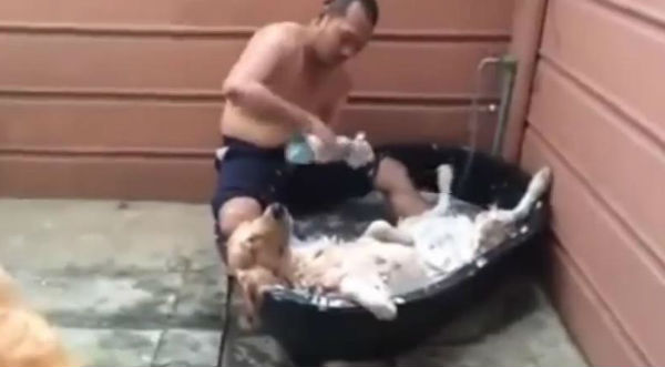 Tierno: Un perro se queda dormido mientras lo bañan - VIDEO