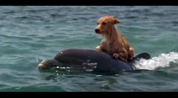 ¡Insólito! Mira a un perro jugar con su amigo el delfín - VIDEO