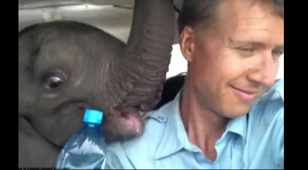Mira el conmovedor rescate de un elefante bebé - VIDEO