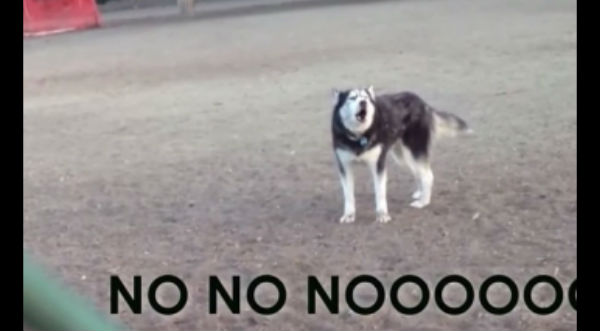 Un adorable siberiano llora para quedarse en el parque a jugar - VIDEO