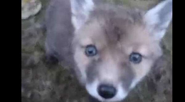 Tierno: Un zorro bebé le roba el corazón a un hombre - VIDEO