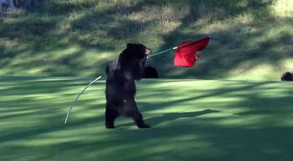 Insólito: Unos tiernos osos interrumpieron un partido de golf - VIDEO