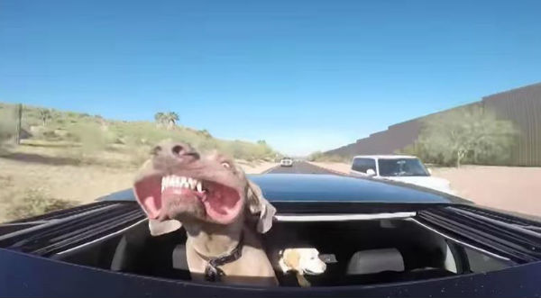 Gracioso: Checa al perro con la sonrisa más grande del mundo - VIDEO