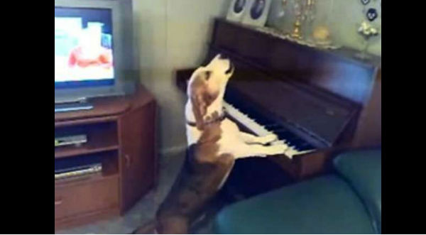 Un perro sorprende a todos cuando toca el piano y canta a su estilo - VIDEO
