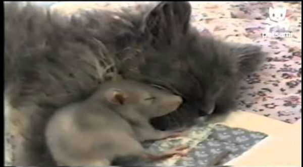 ¡Insólito! Una rata duerme y juega con un gato - VIDEO