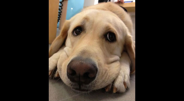 ¡Tremendo! Un perro discute con su dueña para no entrar al veterinario - VIDEO