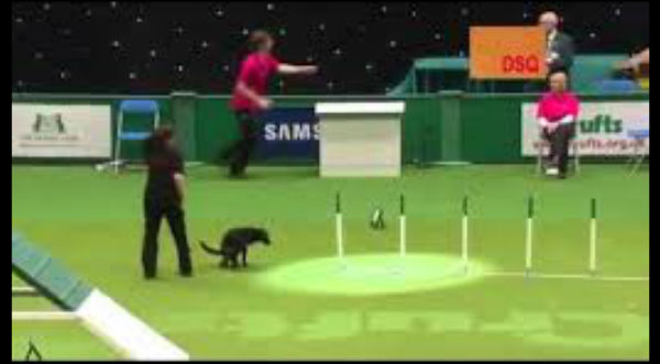 Gracioso: Un perrito sufrió un inesperado percance en prueba de agilidad - VIDEO